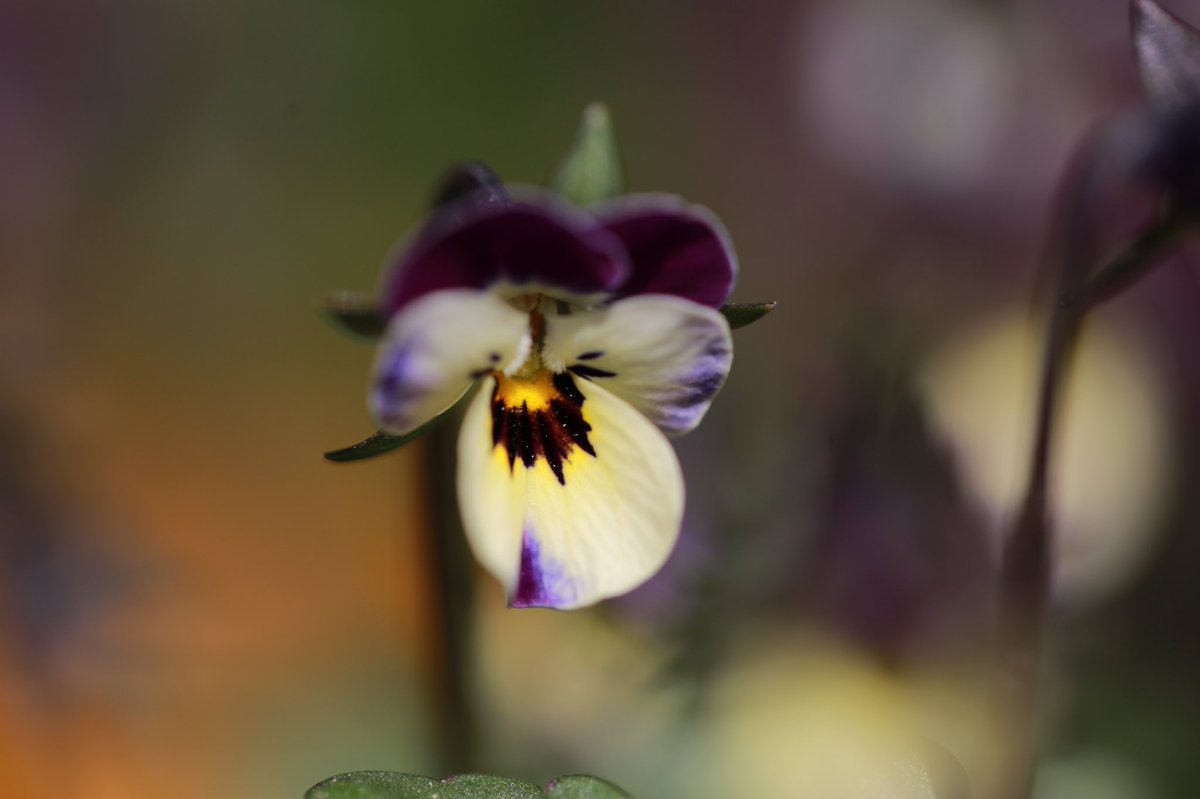 国民保護サイレン Na Twitterze