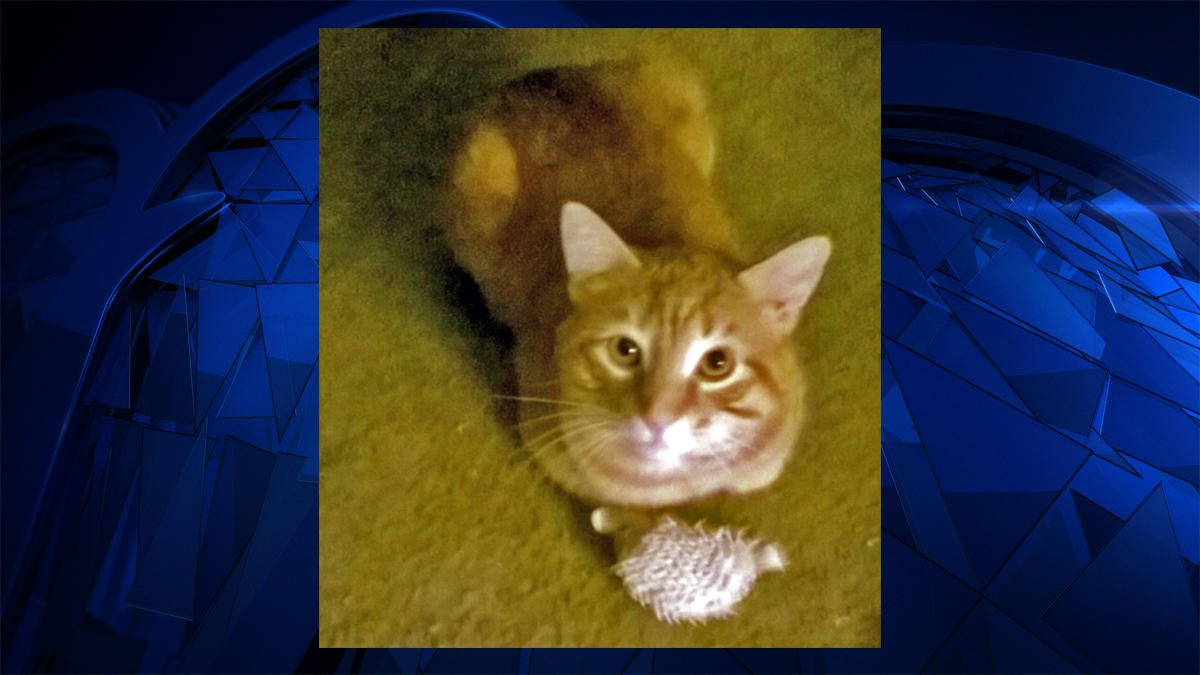 1,000 Reward for Information after Cat Shot and Killed http//dlvr.it