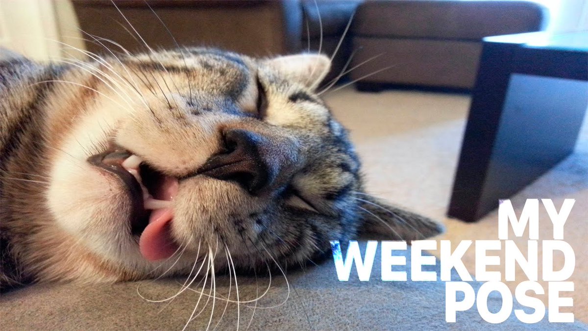 Mimi_BossCat's tweet photo. The weather is supposed to be perfect this weekend: I've got the thermostat set to 72. #CatNap #WeekendVibes #GoodFriday #GreatWeekend https://t.co/XB02hgruDJ