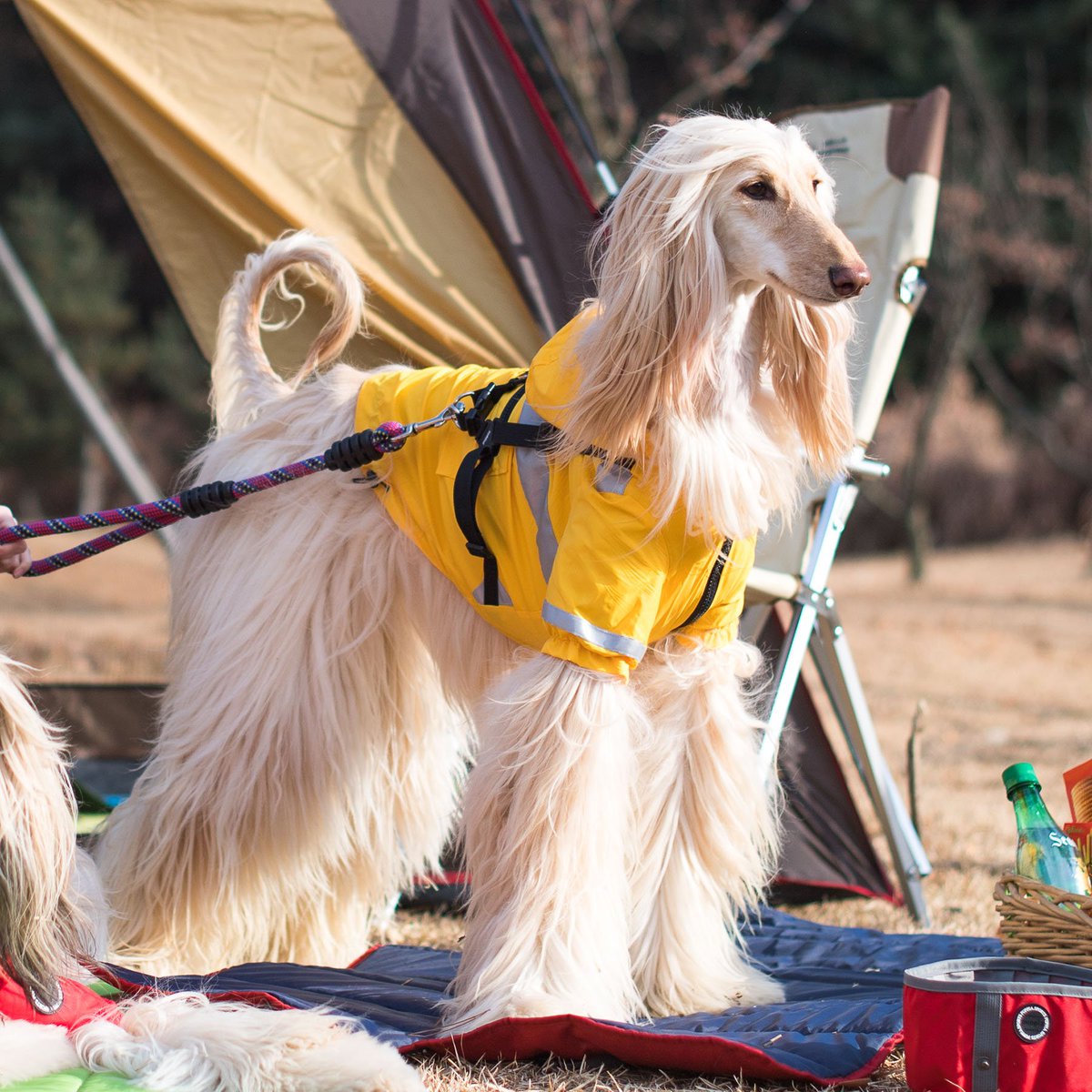 puppiaUS's tweet photo. Puppia Life - Wilderness Raincoat
* Hooded raincoat
* Reflective tape on the back 
* Adjustable neck and chest with a buckle https://t.co/BX5rhJgXyB