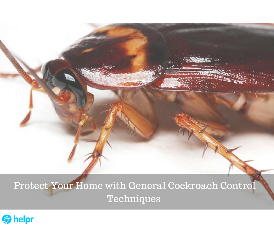 HelprHq's tweet photo. Protect Your Home with General Cockroach Control Techniques - https://t.co/pg4hw4C9po https://t.co/pIsW32RXGu