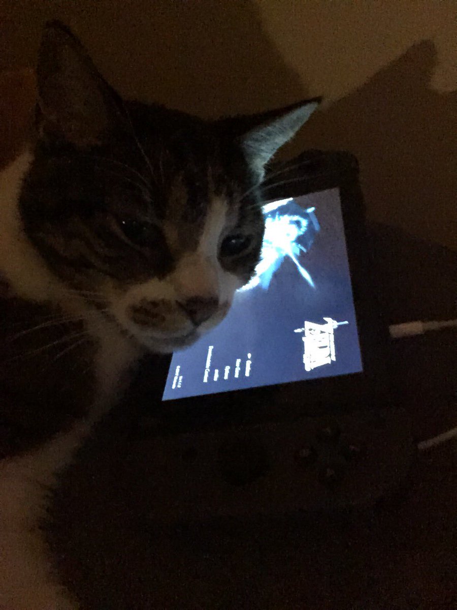 Why play games when you can pet me? 🐾