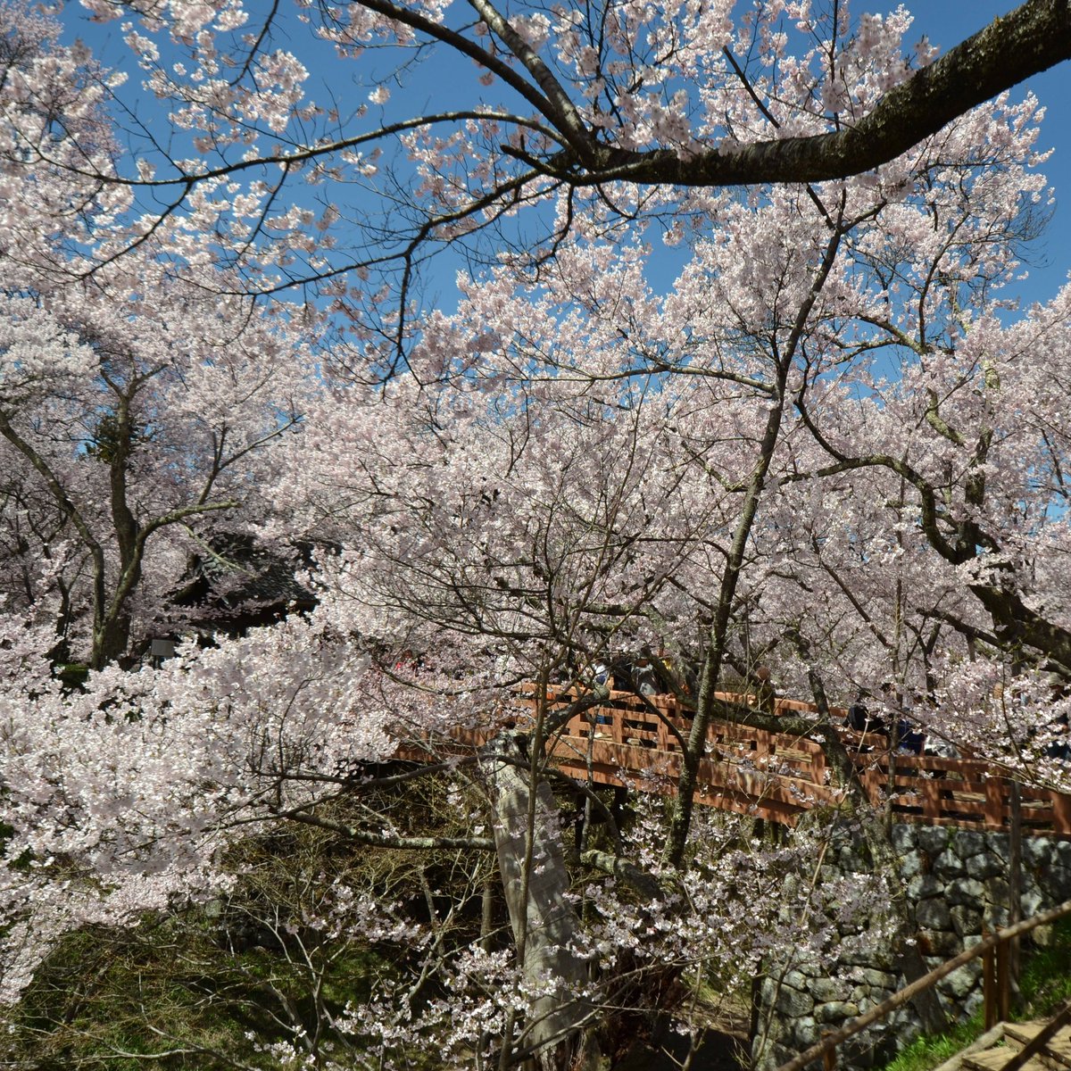 Wtm鉄道 旅行ニュース アプリ 乗換路線図 公式 Twitterren 高遠城址公園の桜は満開 今がみごろです 信州の桜の名所へ来てみませんか 伊那市駅バス25分 長野 へ アプリ路線図 で行こう 旅する路線図 長野県 伊那市 高遠 桜 さくら Sakura Nagano Wtm鉄道 旅行ニュース アプリ 乗換路線図 公式 Twitterren 高遠城址公園の桜は満開 今がみごろです 信州の桜の名所へ来てみませんか 伊那市駅バス25分 長野 へ アプリ路線図 で行こう 旅する路線図 長野県 伊那市 高遠 桜 さくら Sakura Nagano