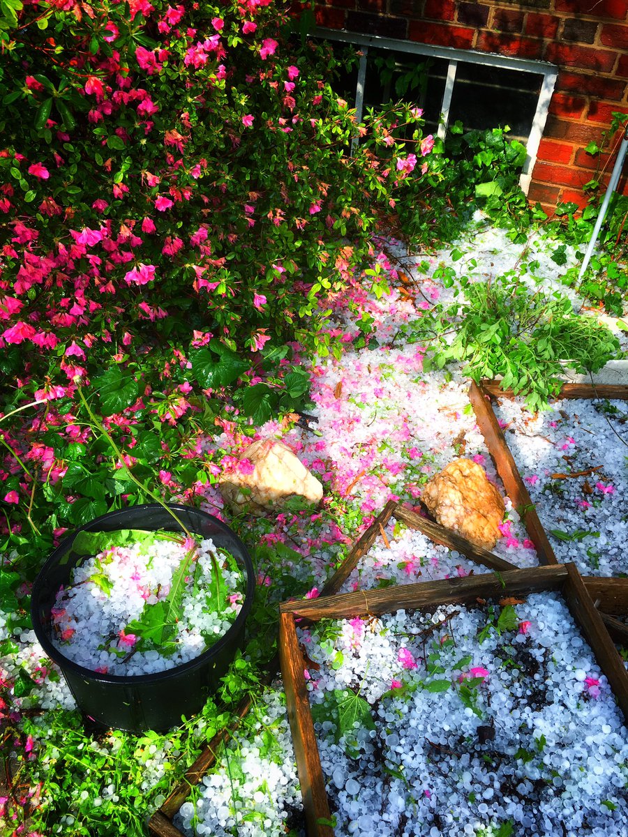 Pretty! Hail &amp; Flowers in @MainStTakoma <a href="/capitalweather/">Capital Weather Gang</a>