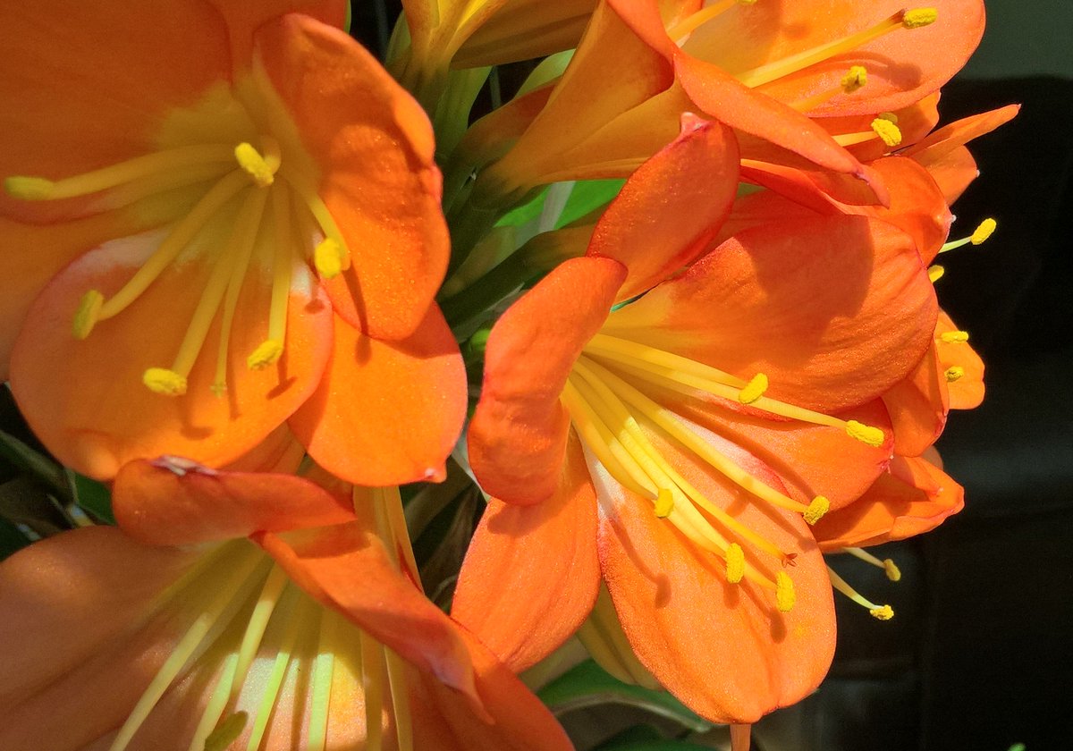 RealBurnHard's tweet photo. There is some spring at the windowsill as well.
#Spring #SpringItIs #SpringBling #SpringBlossom https://t.co/OQocl7Kt6h