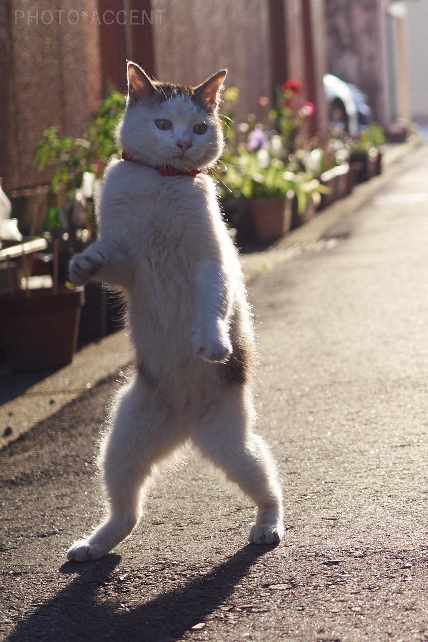 ジョジョ立ちする猫たち Twitter