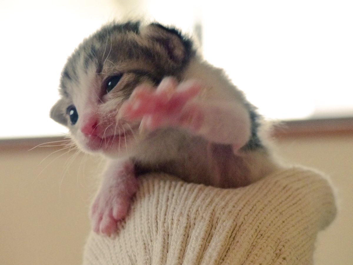 しあわせのしっぽ Ar Twitter 排泄ケアでお尻をトントンされている時大騒ぎするなつと ミルクのお代わりをねだって私の膝にわらわらとよじ登ってくるはるとふゆ 母猫のように乳首がたくさんあったらなぁ ᆺ ゴメンよ 4兄弟n 乳飲み猫 子猫 Cat 猫好き