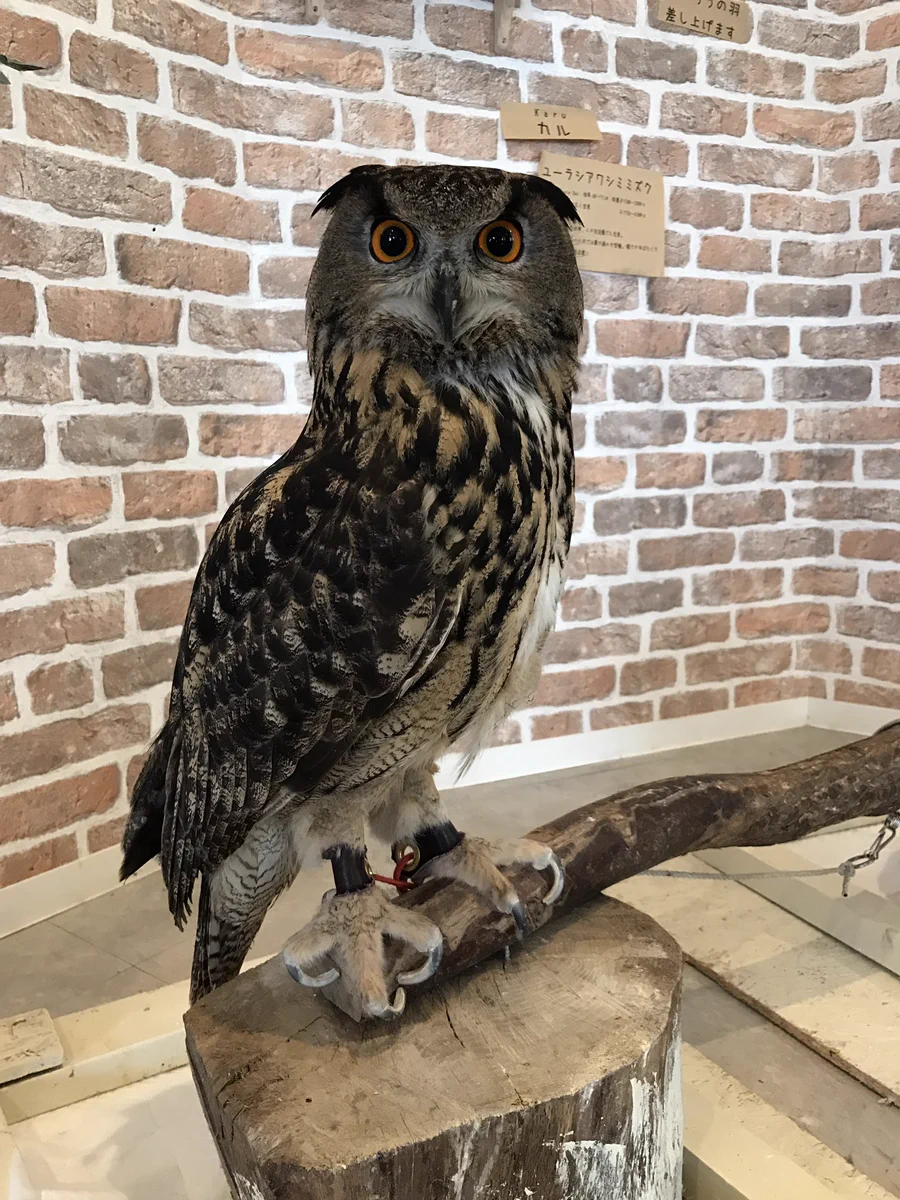 意外と長っｗｗフクロウの足の長さにビックリｗｗｗ