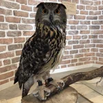 びっくり!フクロウの足の驚異的な長さをご紹介!