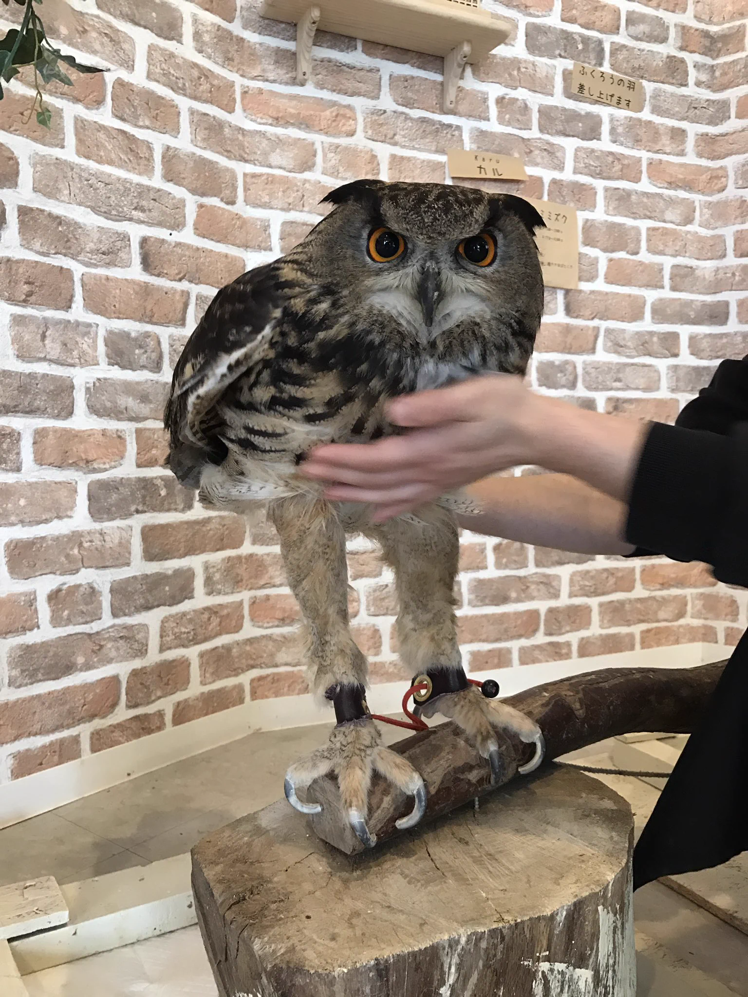 意外と長っｗｗフクロウの足の長さにビックリｗｗｗ