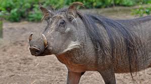 teslasrevenge's tweet photo. I like warthogs too.
#spaceoutradio https://t.co/QxeukvPsGL