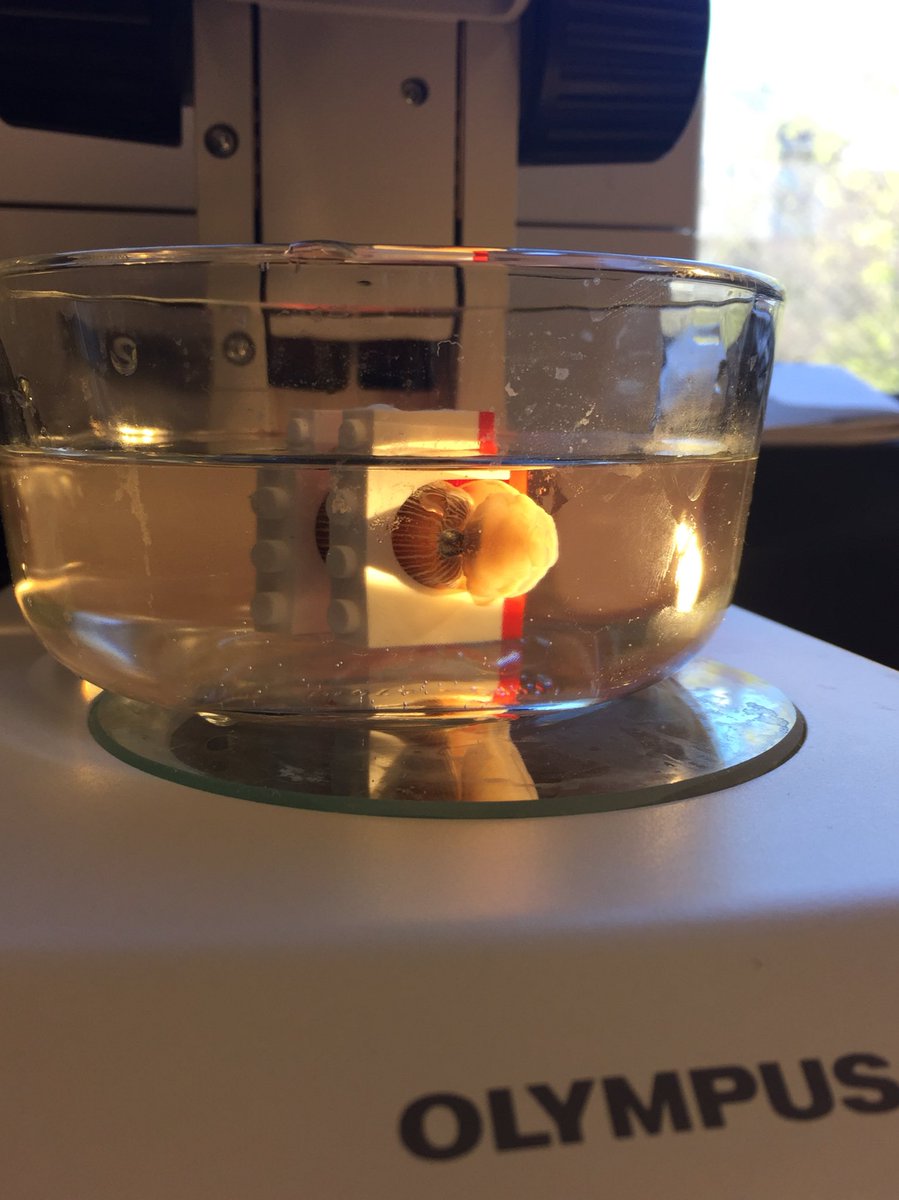 chiton_chitoff's tweet photo. Today marks my first successful recordings with anesthetized slugs!! Legos came in strong to save the day #diyscience #supersniffers https://t.co/NCnY37Jcq9