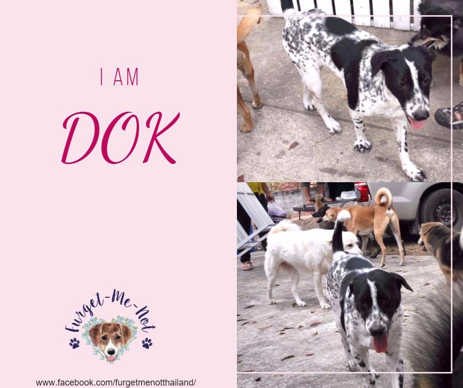 FurgetmenotTh's tweet photo. Sweet Thai dog DOK is looking for a sponsor or furever family. Could that be you?#adoptdontshop #ilovedogs #thaidogs https://t.co/70YSllGMu9 https://t.co/rR2vjU3lfg