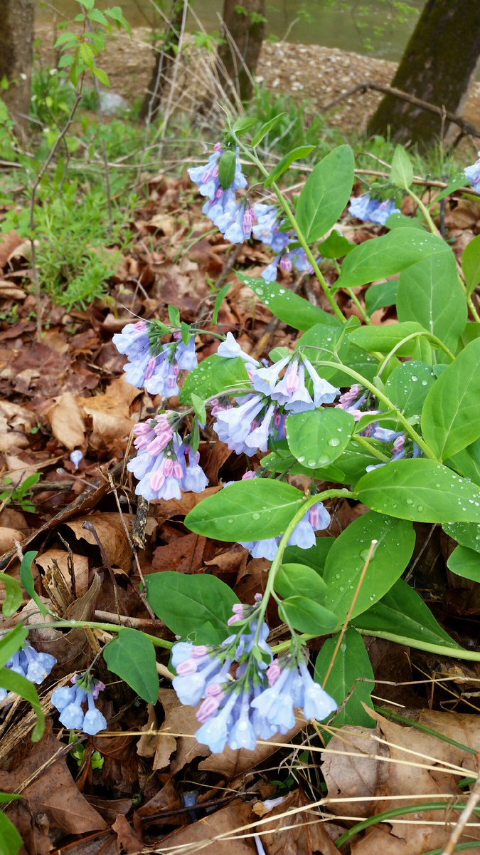 Spring is in the air! Red bud trees and blue bells are decorating the park! #squireboonecaverns #newcavetour #historicboonesmill