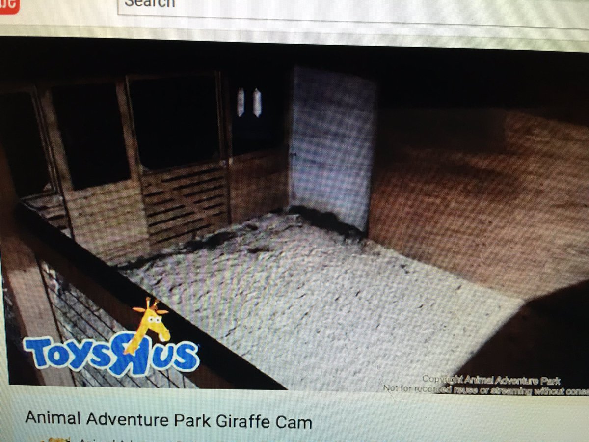 Doomsiepoo's tweet photo. LOL!! Girlll!!! Why you playin me like dis. 😂 #AprilTheGiraffe https://t.co/BtgQRCVMil