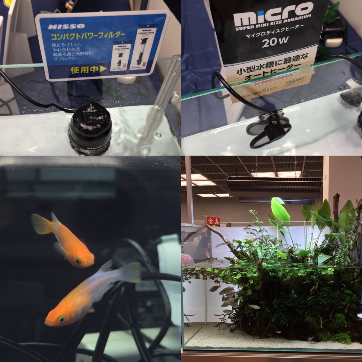 第35回日本観賞魚フェアのまとめ 3ページ目 Togetter