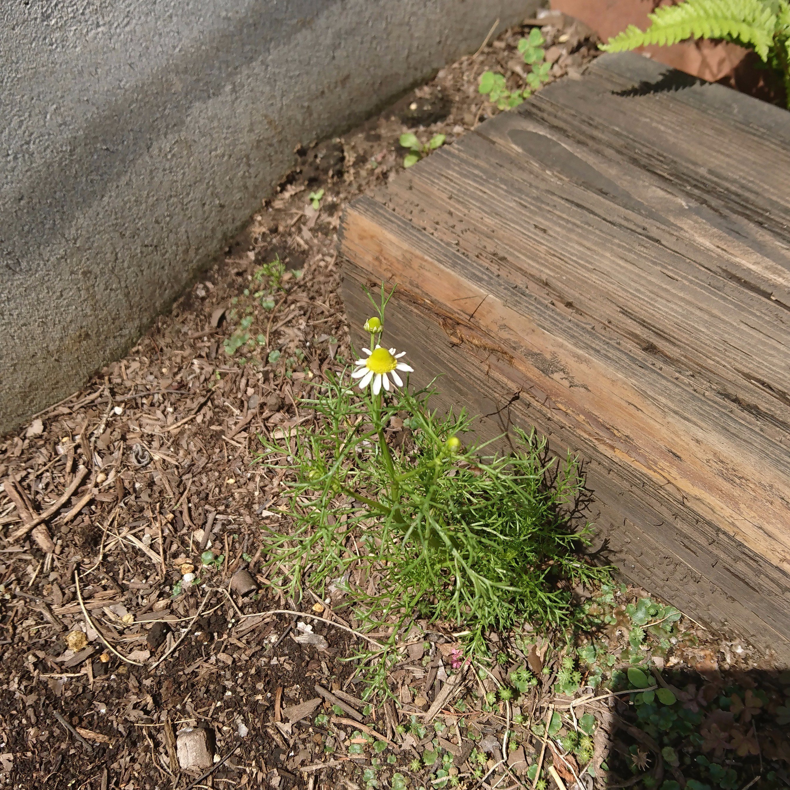 Enchante あんじゅ En Twitter こぼれ種から芽をだしたジャーマン カモミールの花が咲きました カモミールは逆境につよいハーブで どんな所でも環境に順応して花を咲かせます 逞しいなぁ ジャーマンカモミール 逆境 花 T Co 1oodsjxlrh Twitter