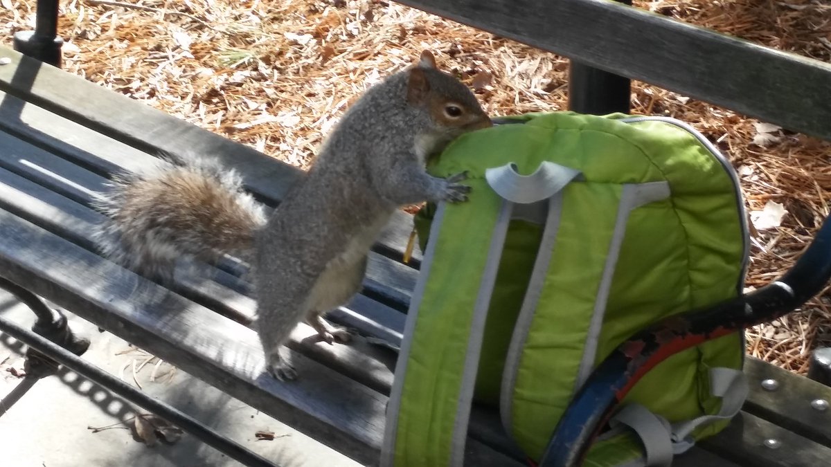 YuliaYulina1's tweet photo. #ItsNotEasyBeing #newyorker #squirrel - all those #tourists are non stop temptations! #Travel #NewYork #newyorkcity #nyc #traveltips #nature https://t.co/mBlWcwHkoX