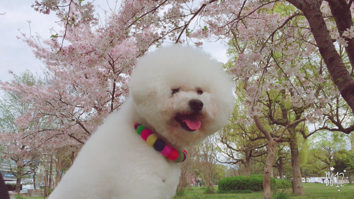 fanta4120's tweet photo. 関西にいながら初の大阪城公園にお花見🌸 https://t.co/EgXVrsxJF3