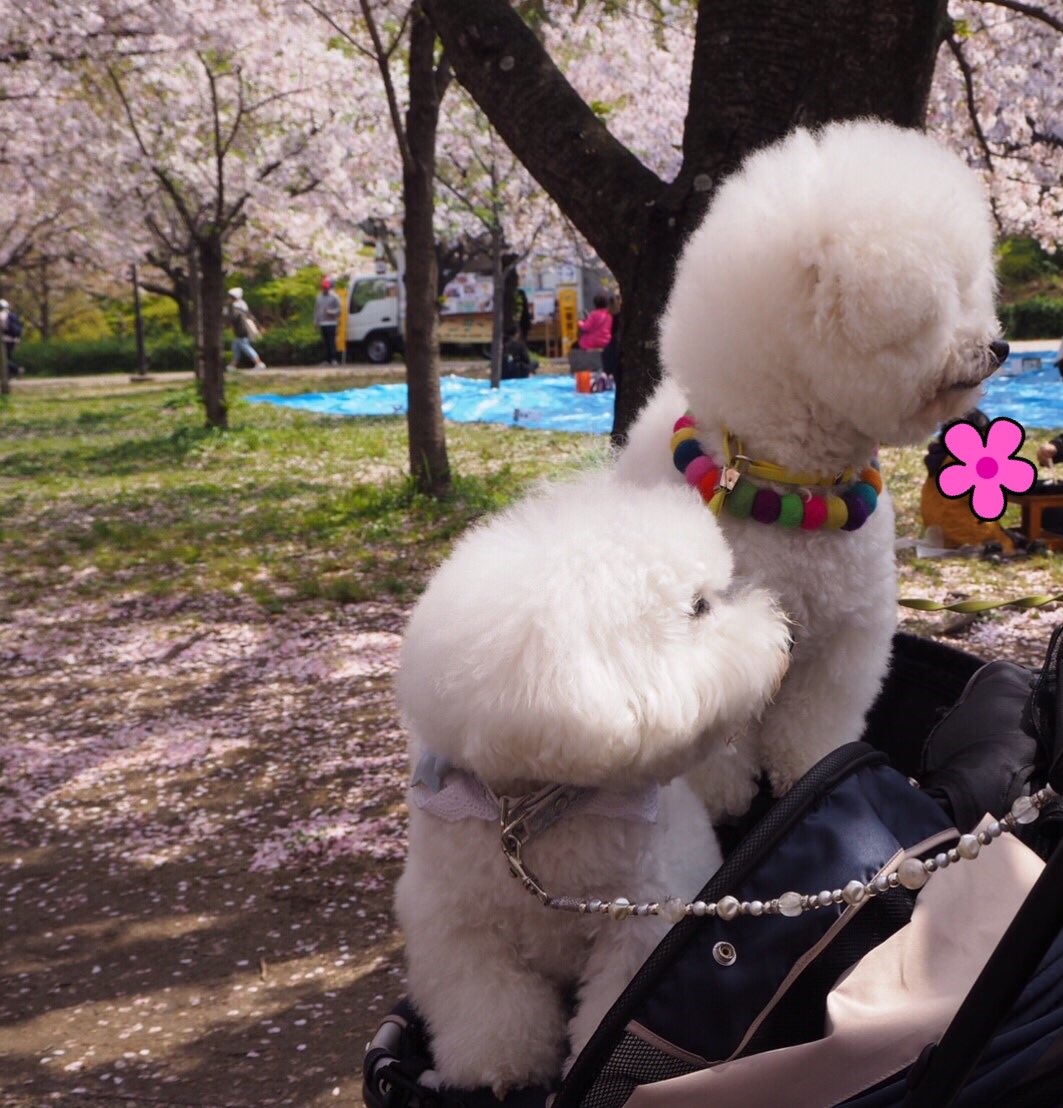 fanta4120's tweet photo. 関西にいながら初の大阪城公園にお花見🌸 https://t.co/EgXVrsxJF3