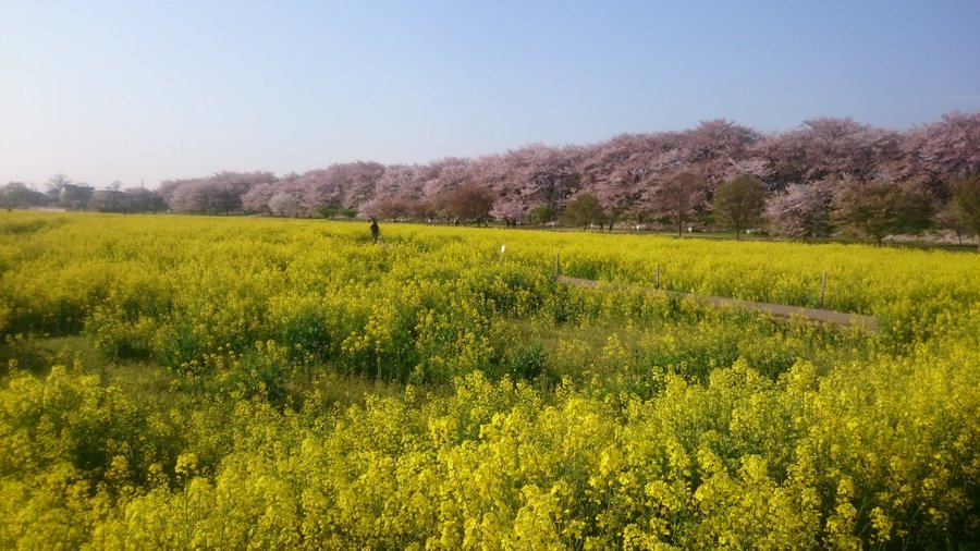 権現堂公園の桜の見頃時期と見所と混雑と夜桜ライトアップの時間は