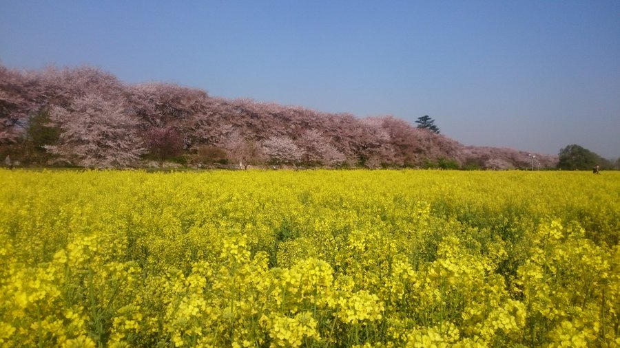 権現堂公園の桜の見頃時期と見所と混雑と夜桜ライトアップの時間は