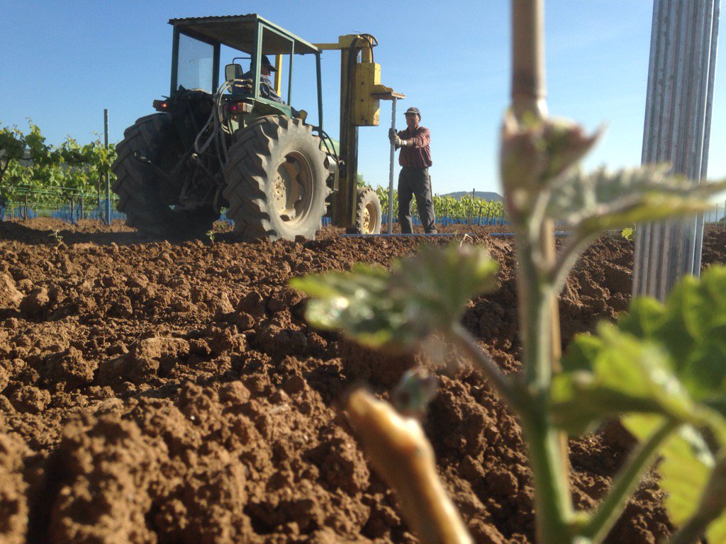 viavins's tweet photo. Futur #xare.lo pel #vi #via ara fem vi dels ceps plantats per l'avi, algú seguirà fent bon vi d'aquests #winelovers https://t.co/bVTkGeMwnN