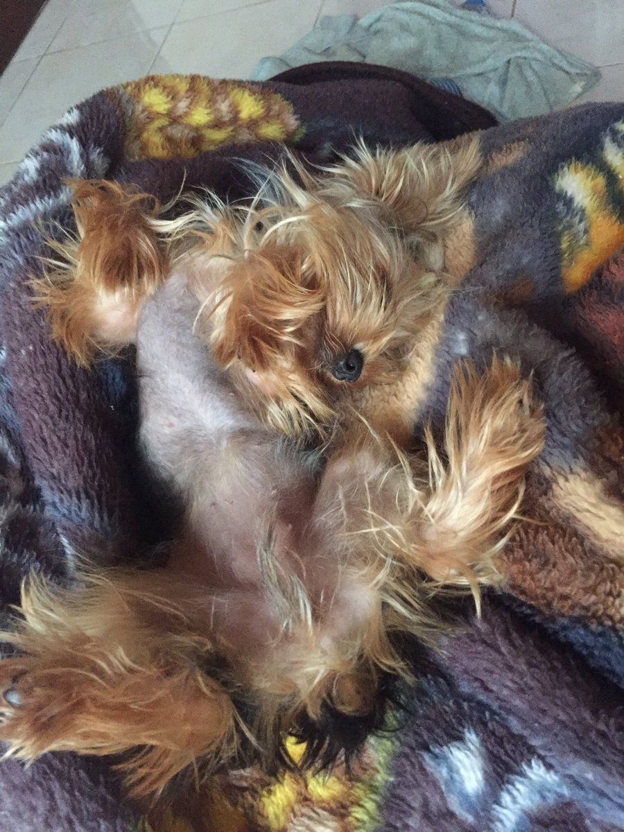 heernan1997's tweet photo. Dixie 🐾 #Feriado #Despuesdelbaño 😍 https://t.co/sSw7sSGYeX