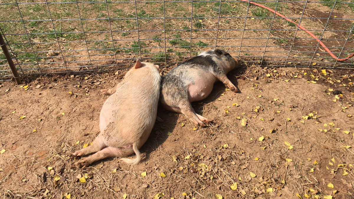 EdgyAnthony's tweet photo. Peegs https://t.co/MgWFcOqTrI