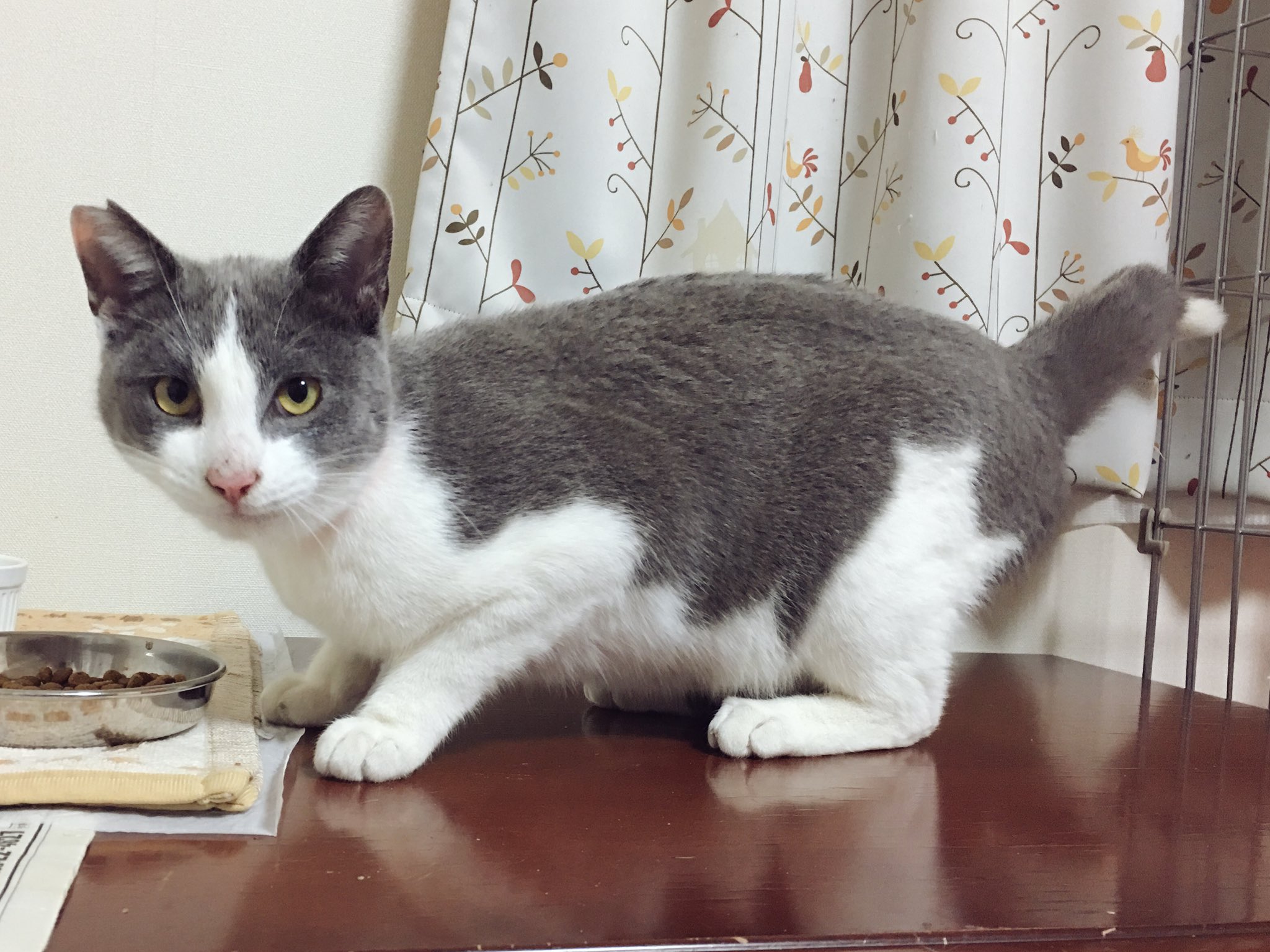 Oka ネコトシアワセ Suzuriで販売中 Auf Twitter 子猫の時期に入ってきてしまった この仔も10ヶ月前は生まれたての子猫だったのだけどな グレー君 性格は小さな子猫そのままです 明日4月16日のハッピーテール譲渡会に参加します 猫 保護猫 里親募集 飯田