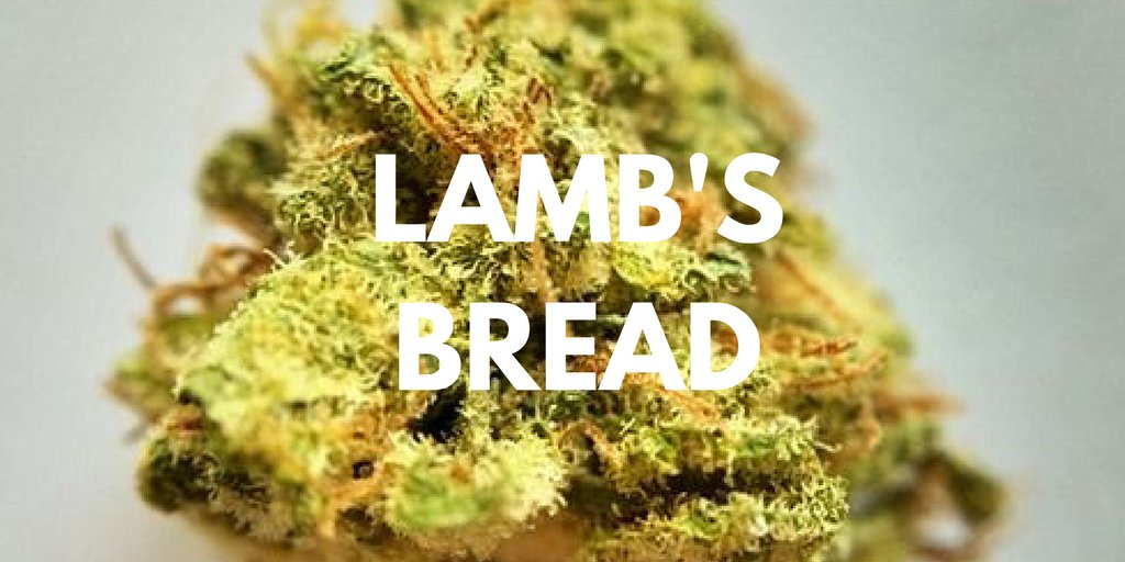 ThinkTankExile's tweet photo. It's rumored that this delightful, mood-boosting sativa originated in Jamaica &amp; was one of Bob Marley's favorites https://t.co/rEyOwrasx3 https://t.co/nxVqmxbzlG