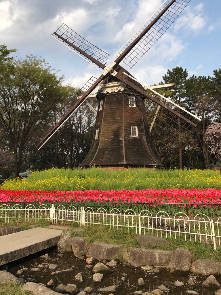 朝の散歩 チューリップが綺麗に咲いてます 桜は もう終わりかな テキ屋さんが、準備してました 桜最後の土日ですからね