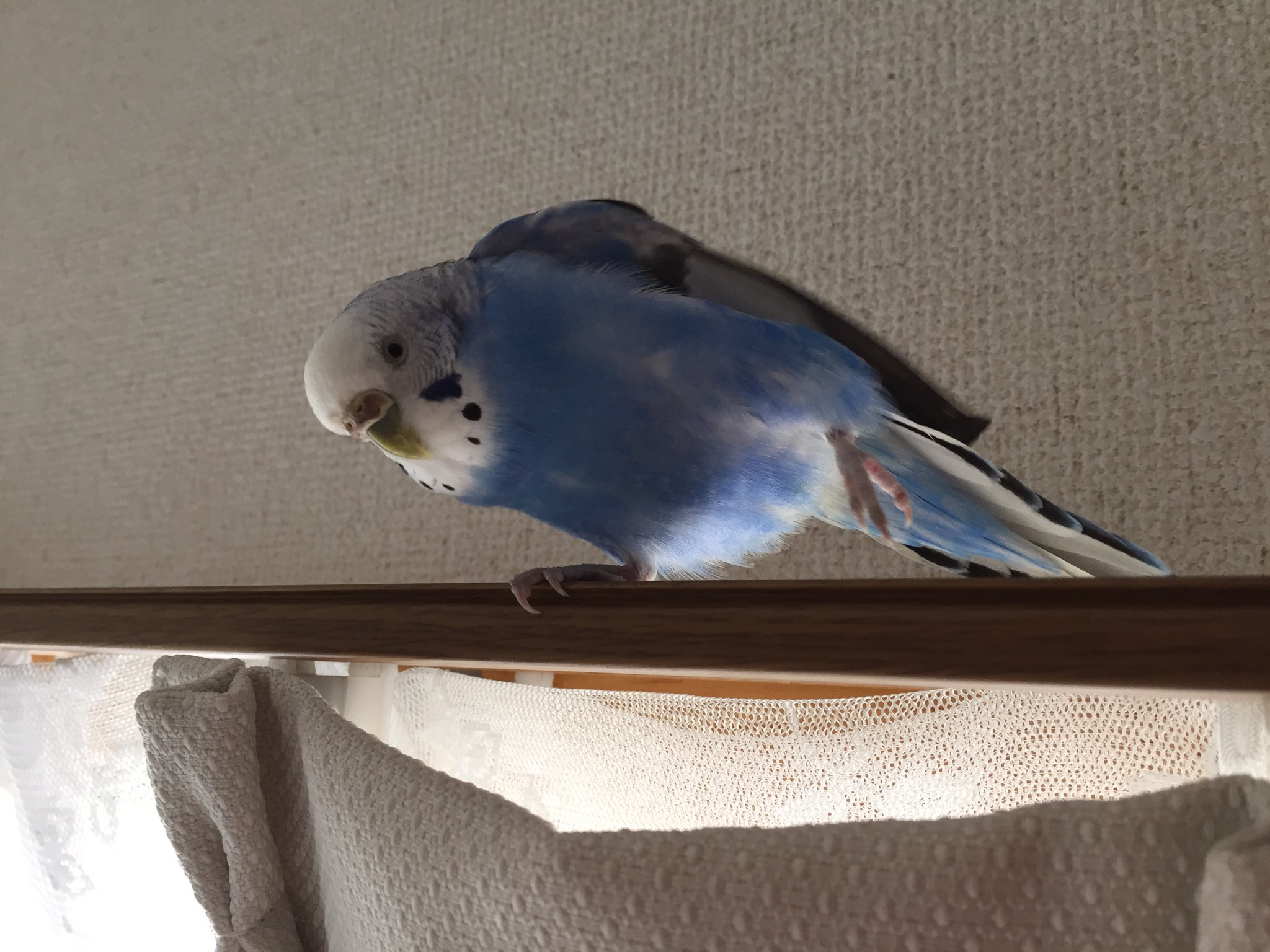 ぴぴちか 迷い子のインコちゃんを預かって2週間 インコちゃんは今や うちで一番元気です 最初は手に絶対に乗らず噛まれてばかりいたけど 今では乗ったり 手をなめたりするようになりました 鳴かない静かな