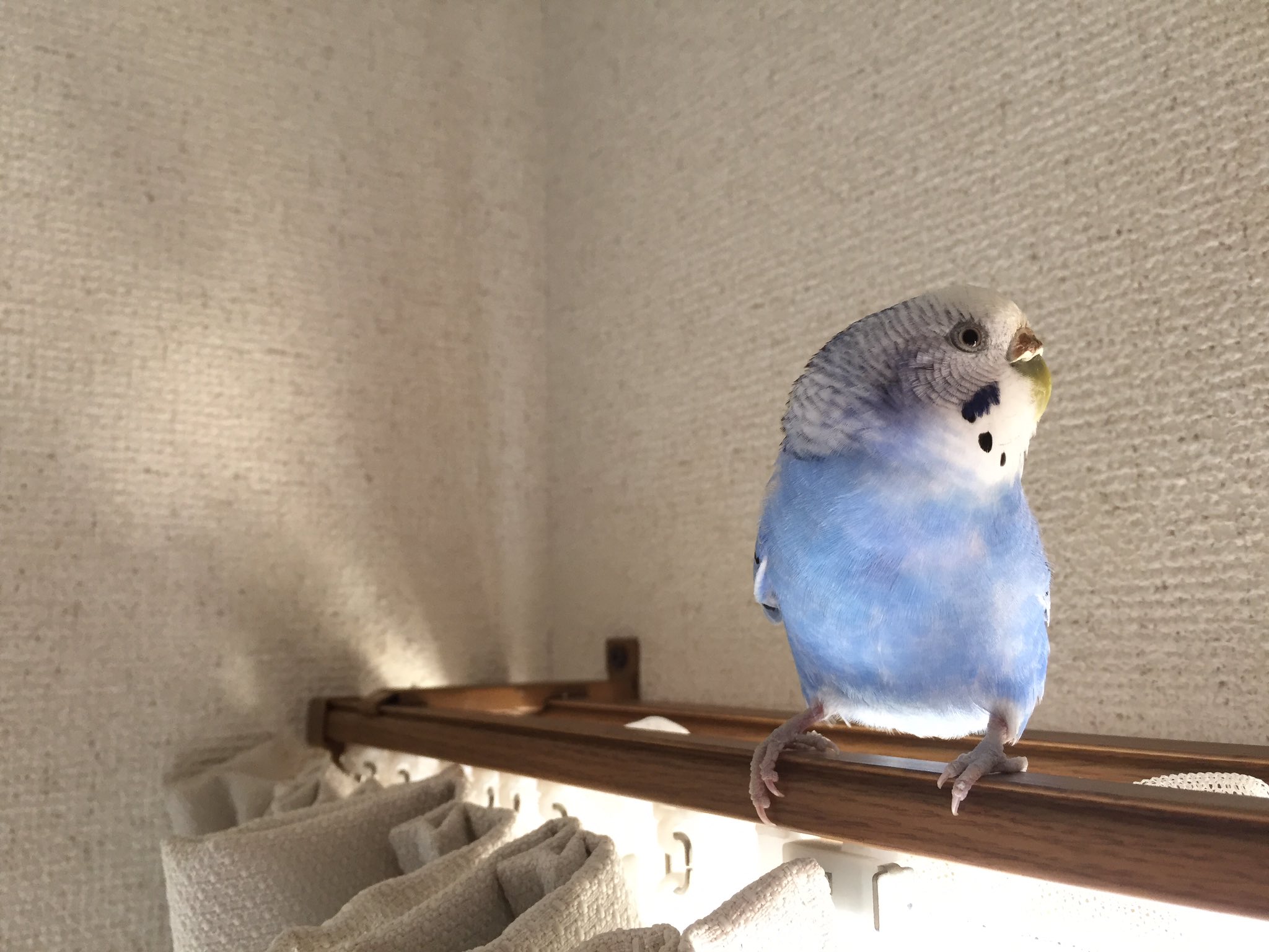 ぴぴちか 壁紙かじるの大好きなインコちゃんたちのために タグ作りました インコ壁紙同好会 T Co Dxxezu7p8m Twitter