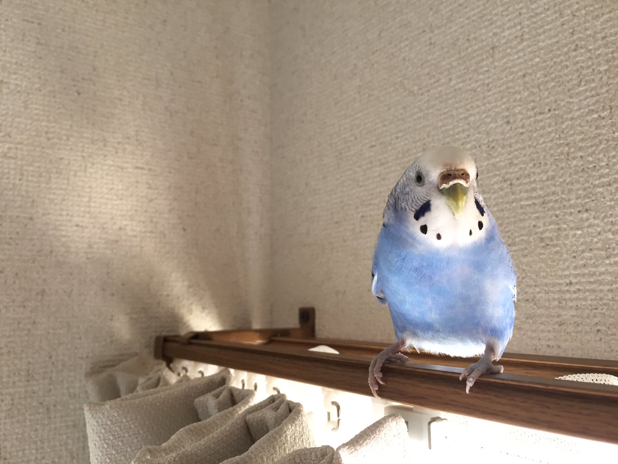 ぴぴちか 壁紙かじるの大好きなインコちゃんたちのために タグ作りました インコ壁紙同好会 T Co Dxxezu7p8m Twitter