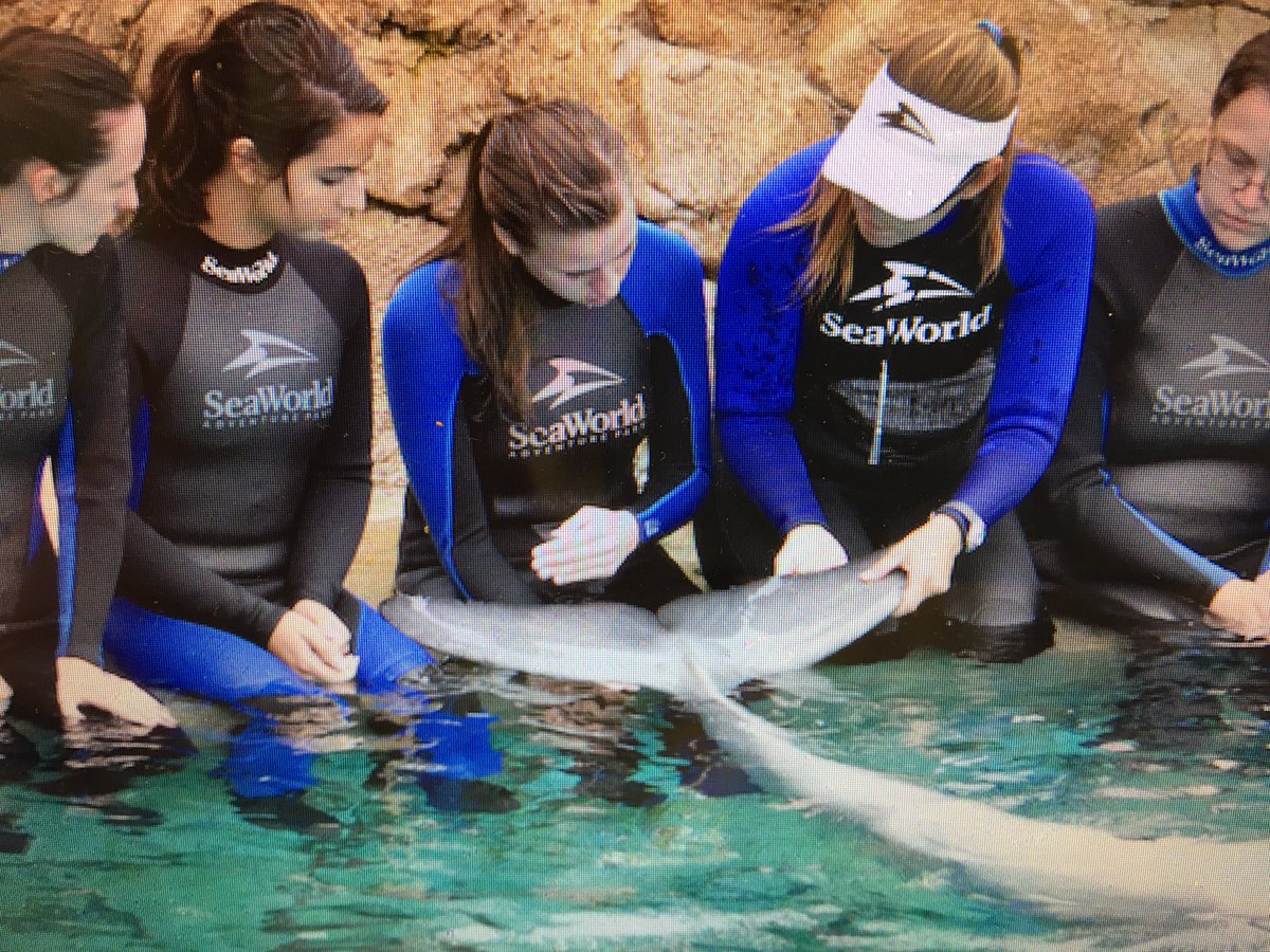 ParkinsonBrooke's tweet photo. ITS NATIONAL DOLPHIN DAY. 🐬🐬 here's to you, you beautiful wet hotdogs. https://t.co/s3N2nL3eyw