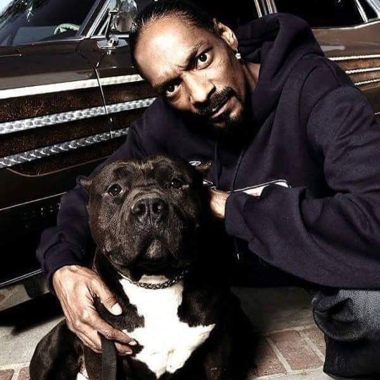 диджей доги дог