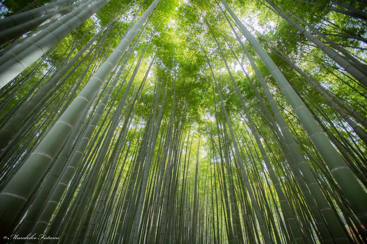 Masahiko Futami Photo Artist Forest Bathing 森林浴
