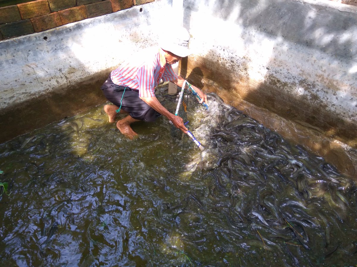 AfifvanMaidin's tweet photo. Panen ikan lele klp Cahaya Harapan Kota Parepare
@ccdpifad @susipudjiastuti @mzulficar @BudidayaKKP @brsdm_kp https://t.co/aFbYrW21Fd