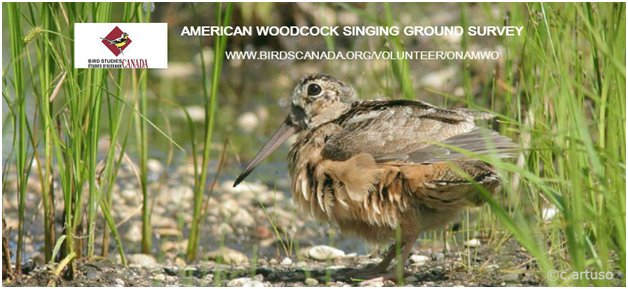Volunteer4Birds's tweet photo. Great #AMWO route is available near #WhiteRiver White River area route https://t.co/JIKHG1ZrgV https://t.co/3XvmFNonyY https://t.co/eywuZJ6gBP