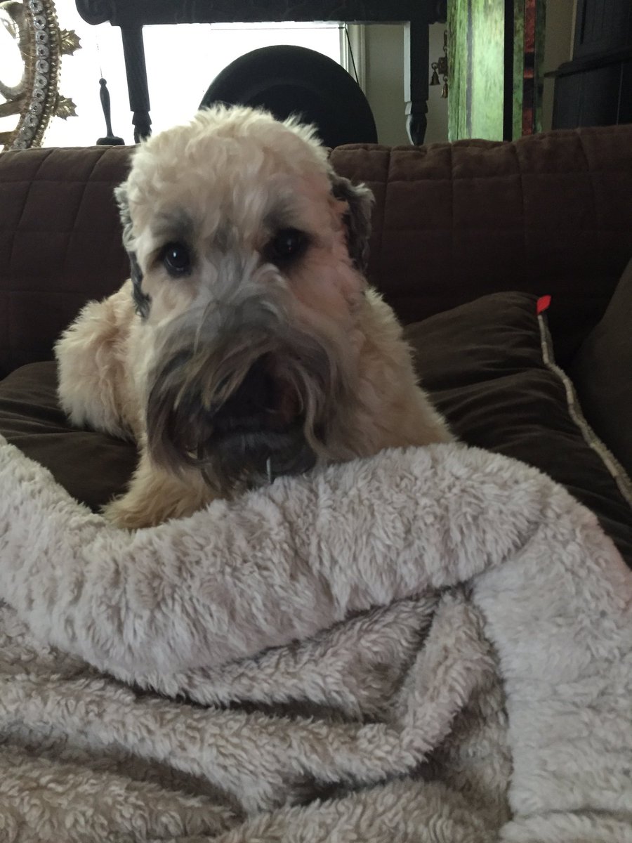 michaelswarner's tweet photo. #MustacheCombOver #RileyGuy #Seattle #SoftCoatedWheatonTerrier #Wheatie #Wheaton #WheatonTerrier #GoodFriday #GoodFridayVibes #Vibes #Love https://t.co/OwL7VziAEa