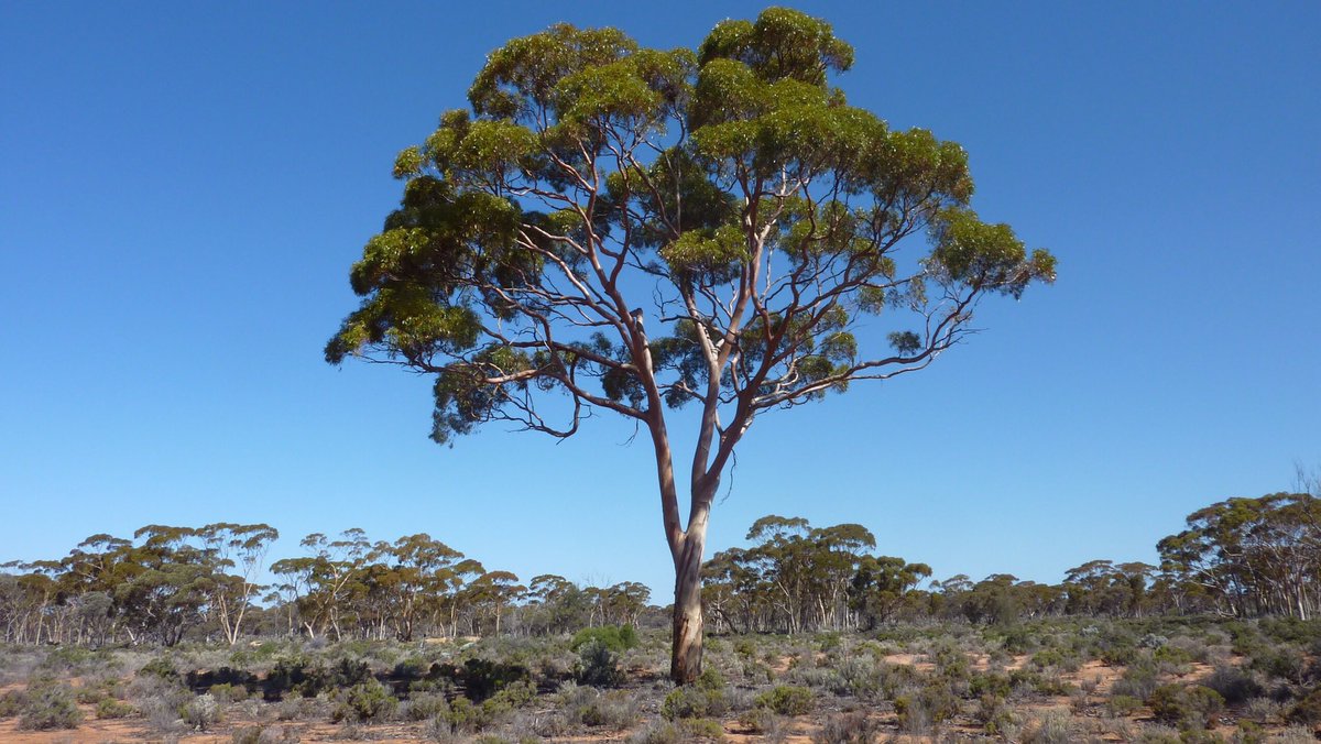 We need to show some love to tbe gum tree 😍❤️ #treemovement
