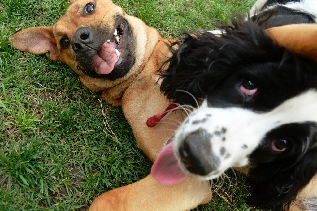 VitalityForPets tweet picture