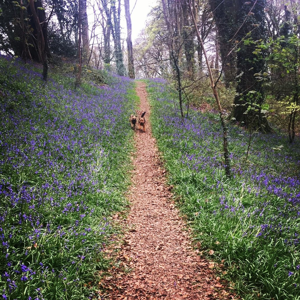 mmmFrankie's tweet photo. Running free in the bluebells ♡ #lanhydrock #Frank #Basil #Frasil #walk #bestbuds #happydogs https://t.co/iYJIUTczfc