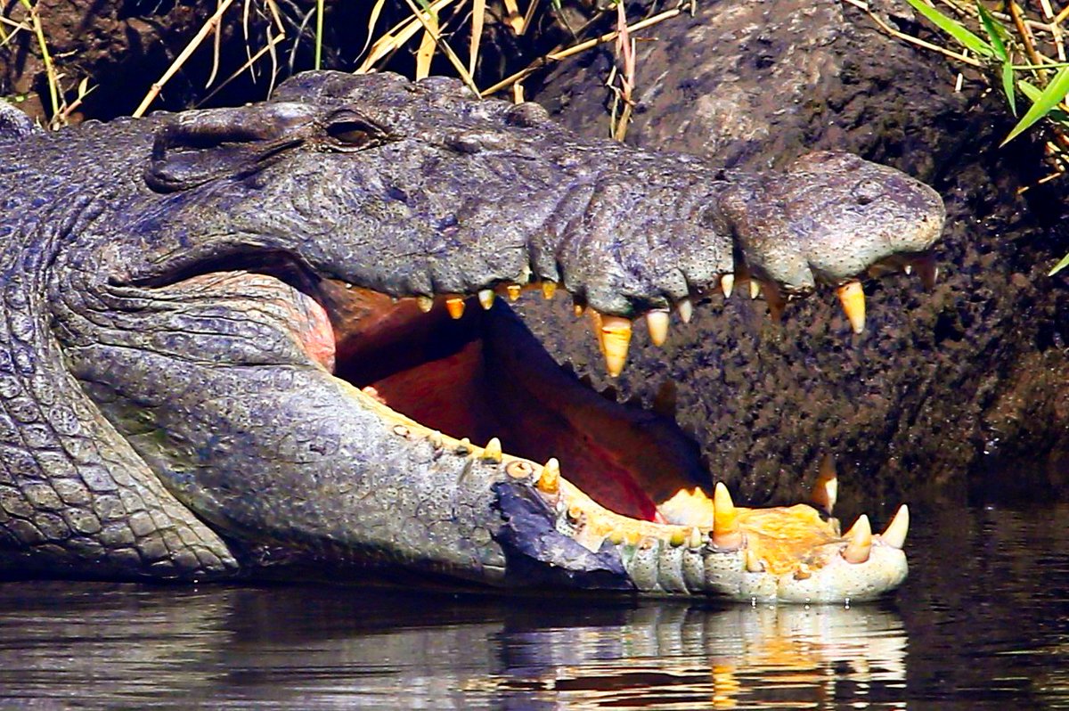 crocexp's tweet photo. Daintree River, famous for wildlife including saltwater crocodiles https://t.co/BTI91E9sd9