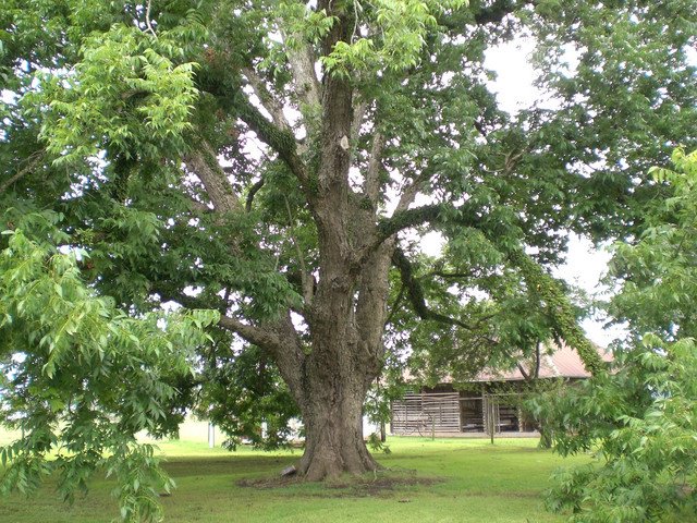 Native pecan trees over 150 years old have trunks more than 3 feet in diameter. via @kmcripn <a href="/GeorgiaPecans/">GA Pecan Commission</a> <a href="/pecanBoard/">American Pecan</a> #LaneSouthern