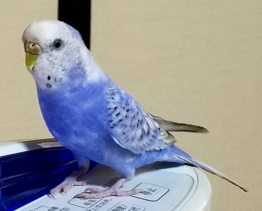 鳴き声 セキセイ インコ の