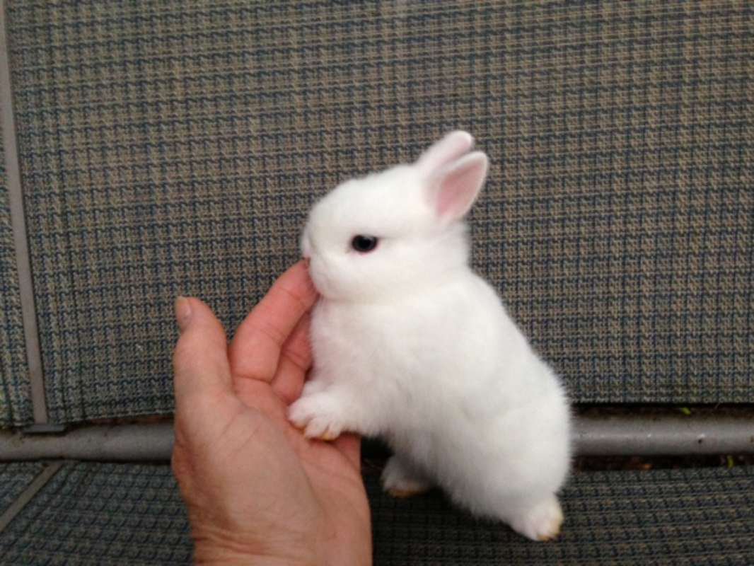 秘密にしたい生き物 厳選 ネザーランドドワーフ ペットのウサギ種の中でもっとも小さい種 大きさは25cmほどで体重も1kg近くにしかなりません ドワーフ は小さいという意味を表しているそうです T Co 8pa3rif3fb Twitter