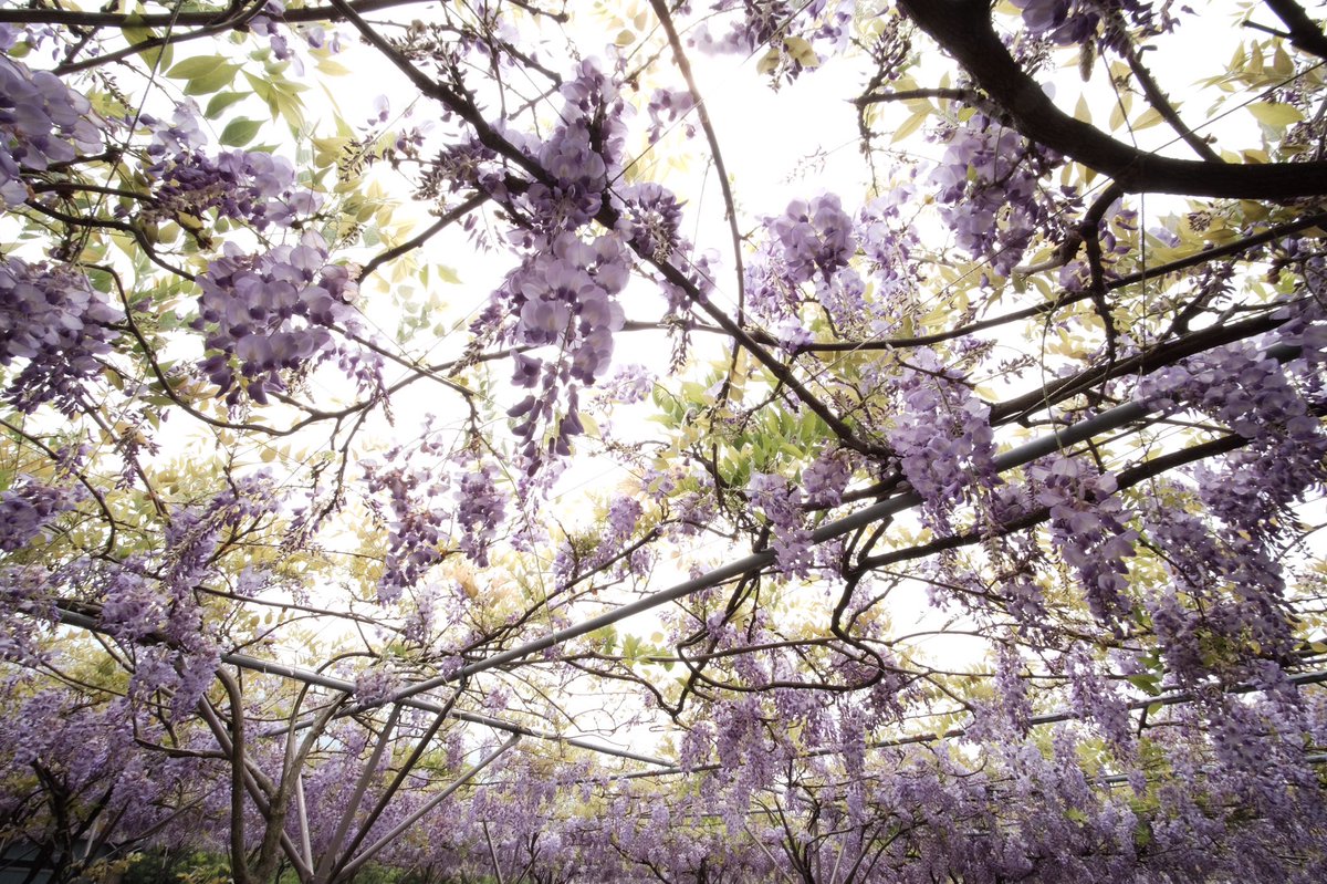 kwcheng921's tweet photo. Wisteria flower ... not long enough #fujifilm #xpro2 #voigtlander #vm10 #tamsui https://t.co/kbOugLpWPU