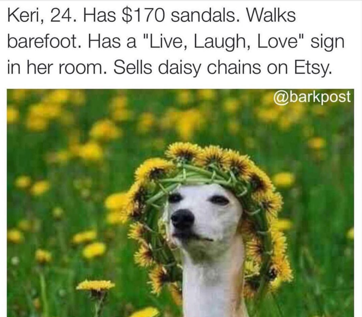 barkbox's tweet photo. The #dogsofcoachella are back & they literally can't even. https://t.co/NaPBzSmrVa